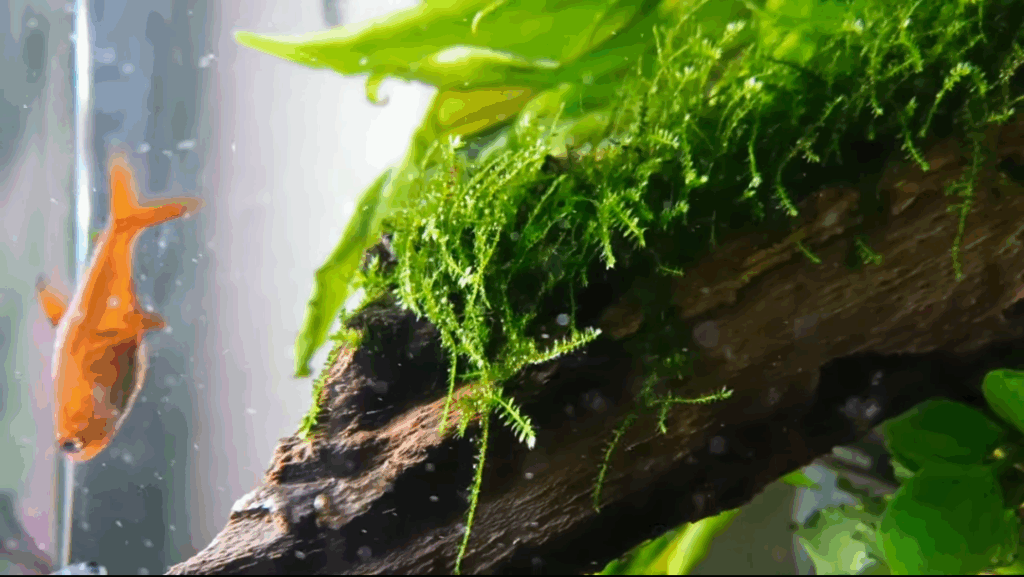 Java Moss Morphological Characteristics