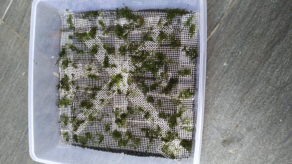 improved Java Moss propagation setup using fine mesh and medium sized gravel to retain excess water